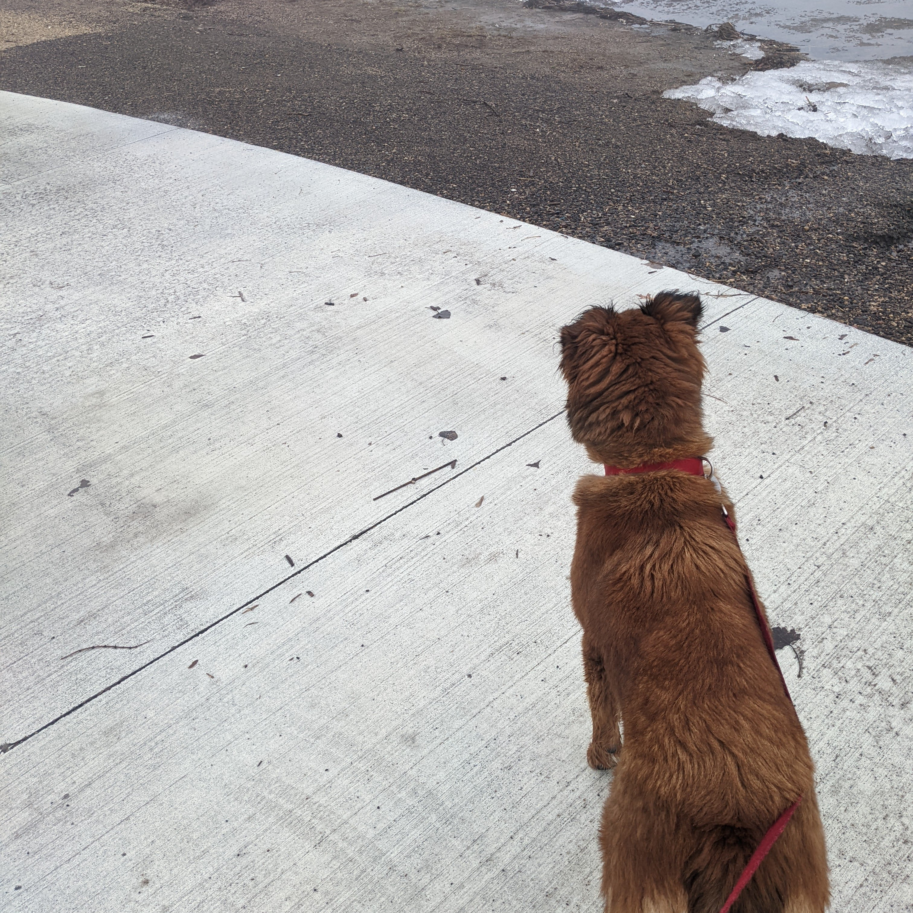 Image of our dog looking at the water