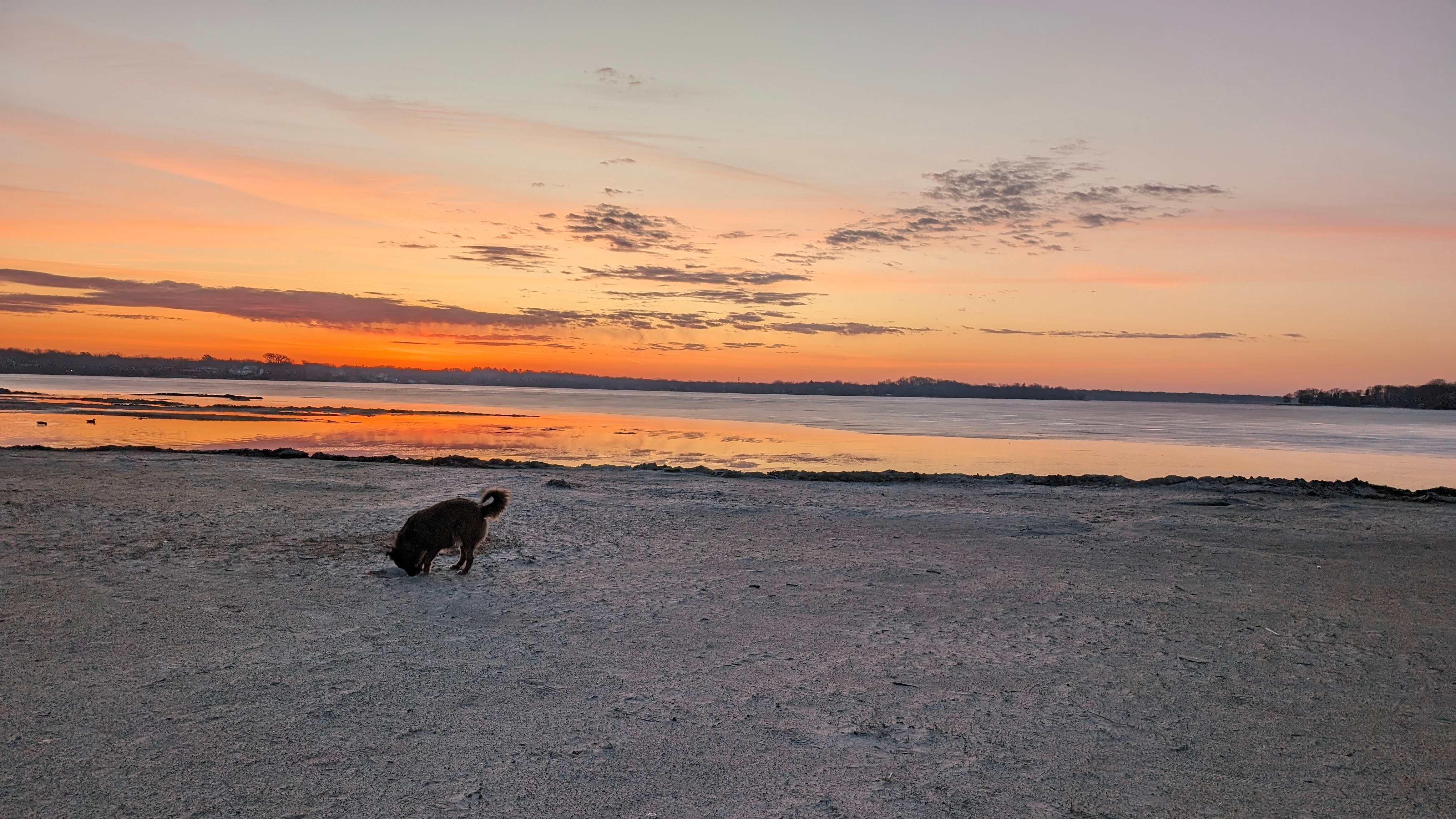 Finnegan digging in the sand at sunrise